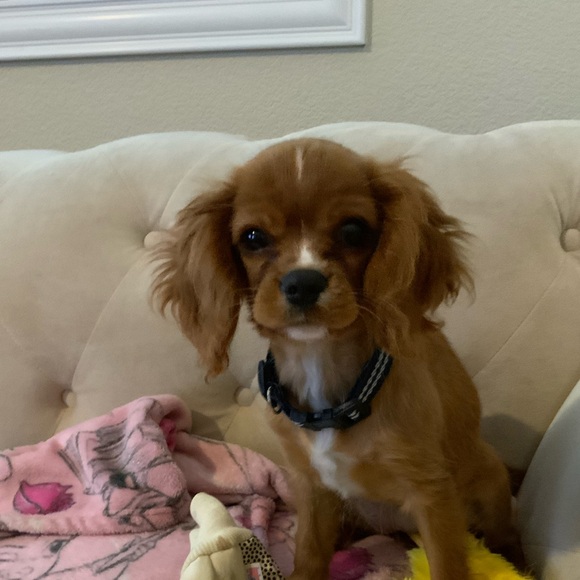 ♥️ Welcome to my Closet ♥️ - Picture 6 of 8